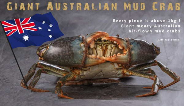 Live Australia Mud Crab - Evergreen Seafood