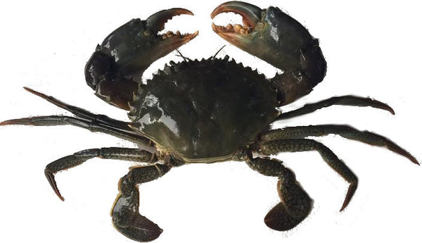 Live Australia Mud Crab - Evergreen Seafood